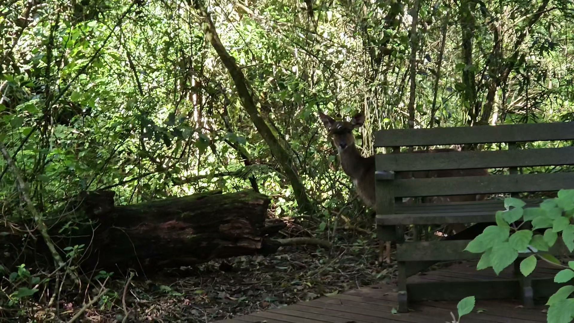  SANParks Woodville Big Tree