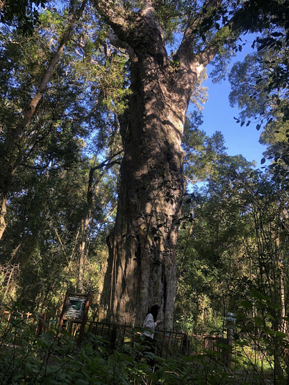  SANParks Woodville Big Tree