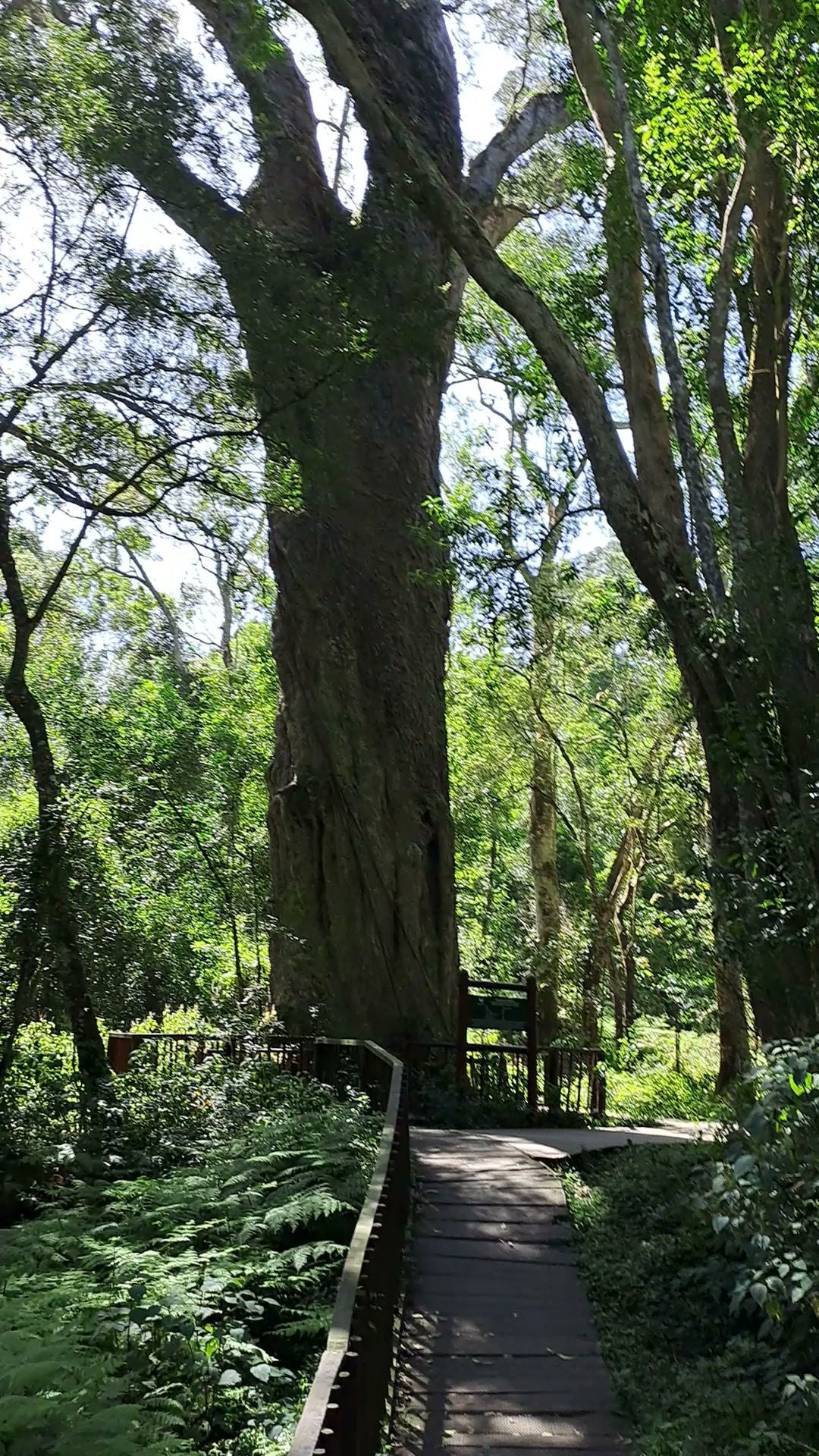  SANParks Woodville Big Tree