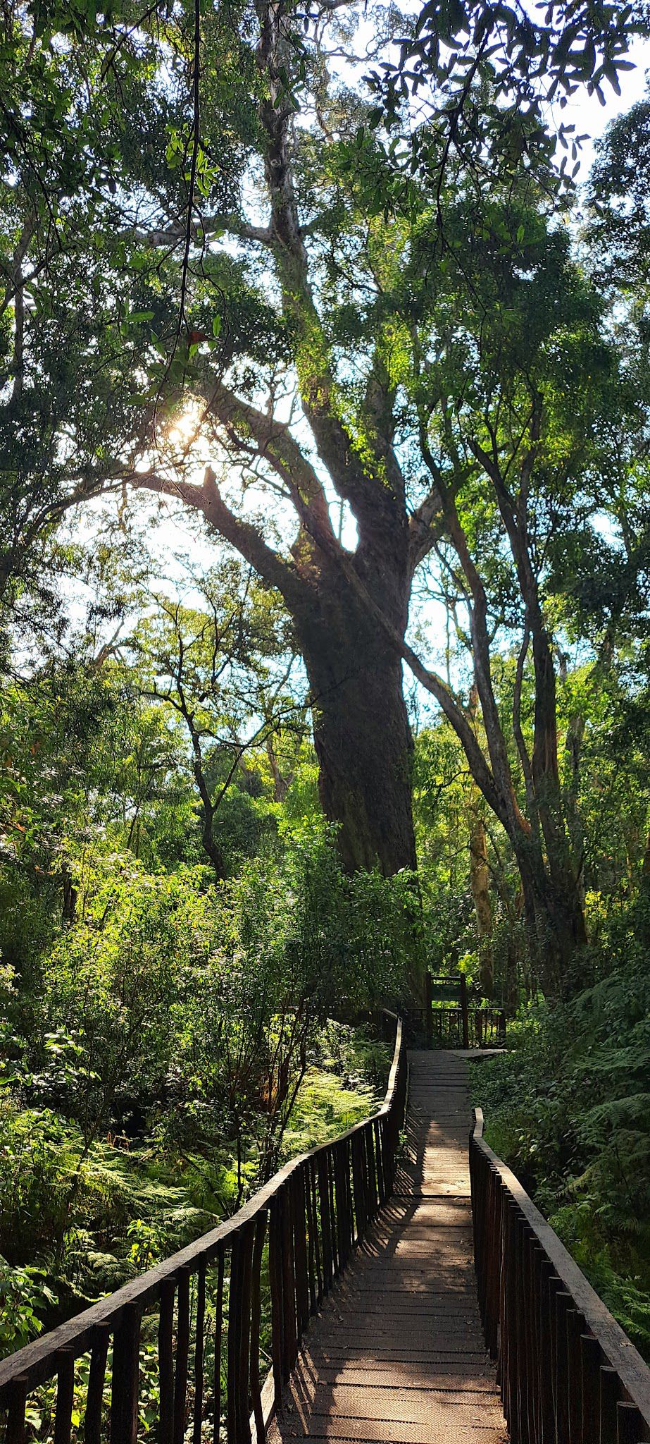  SANParks Woodville Big Tree