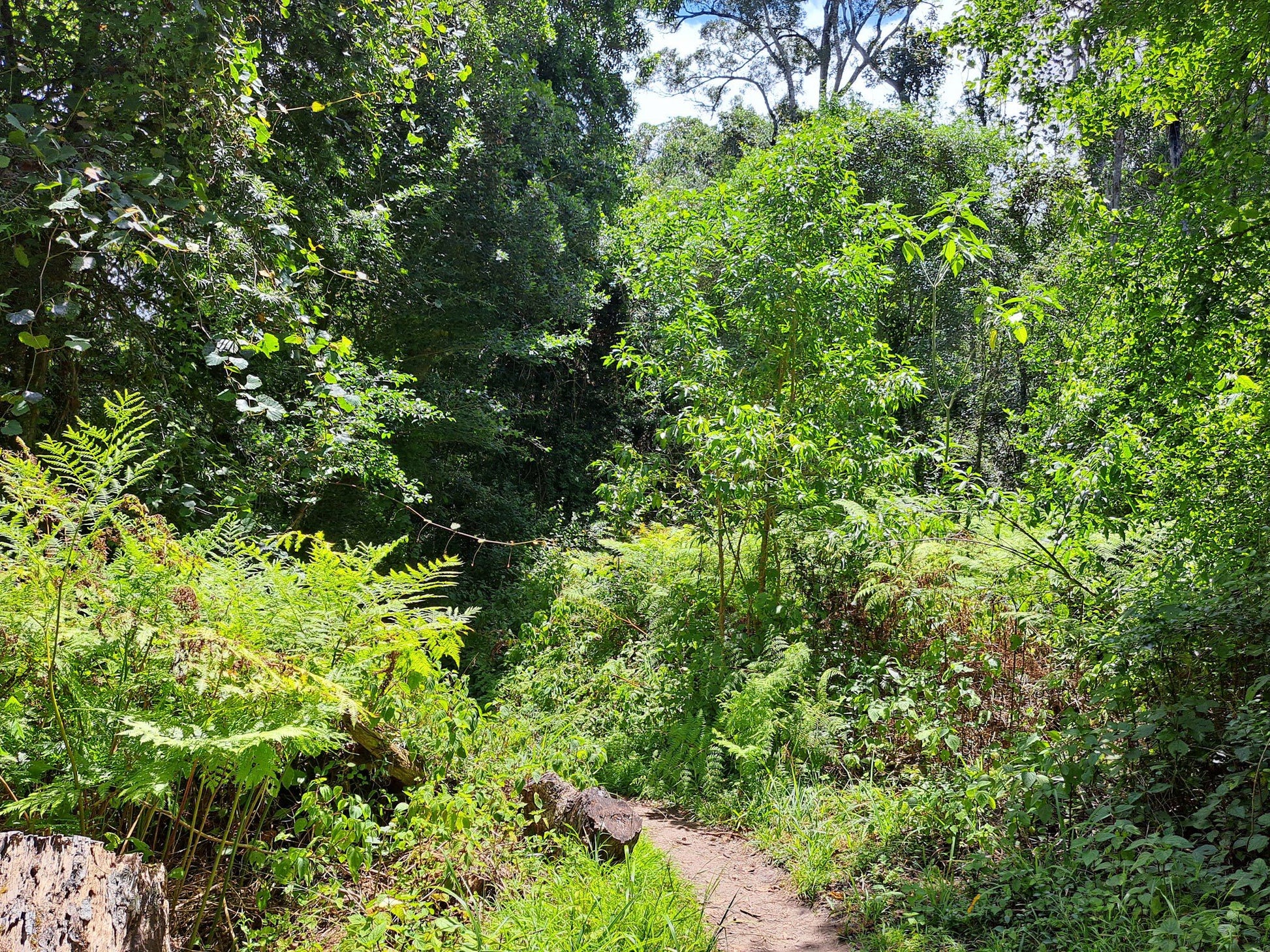  SANParks Woodville Big Tree