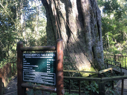  SANParks Woodville Big Tree