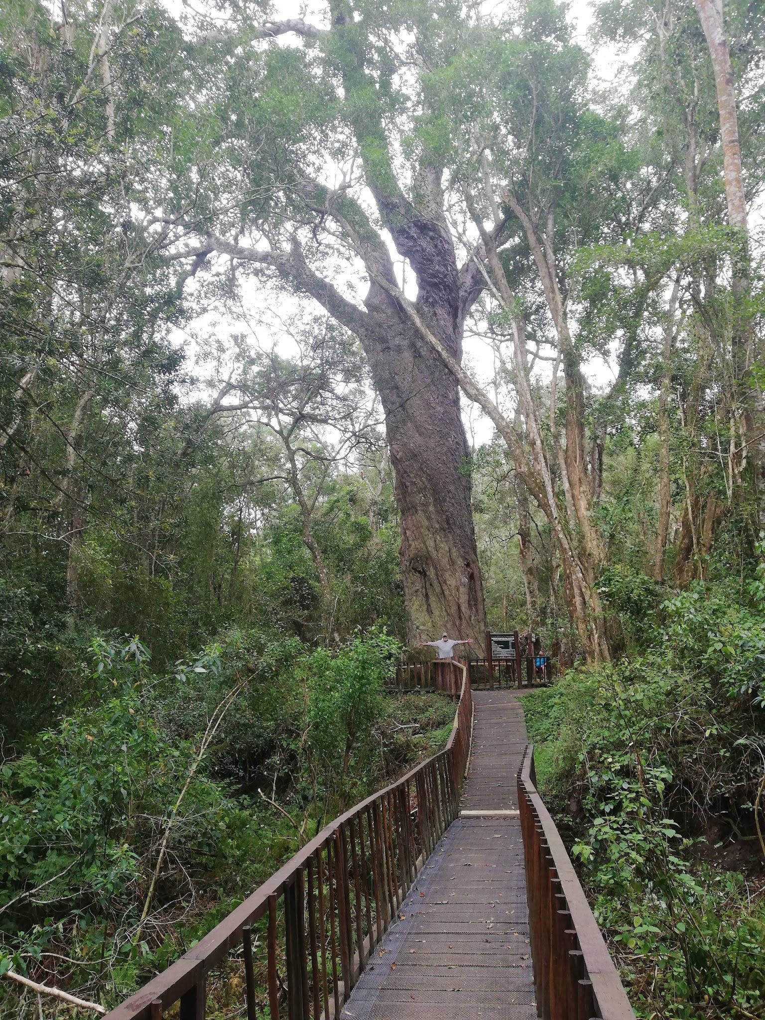  SANParks Woodville Big Tree