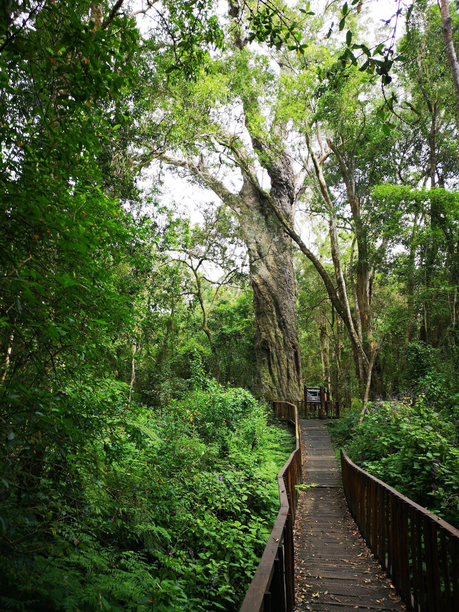  SANParks Woodville Big Tree