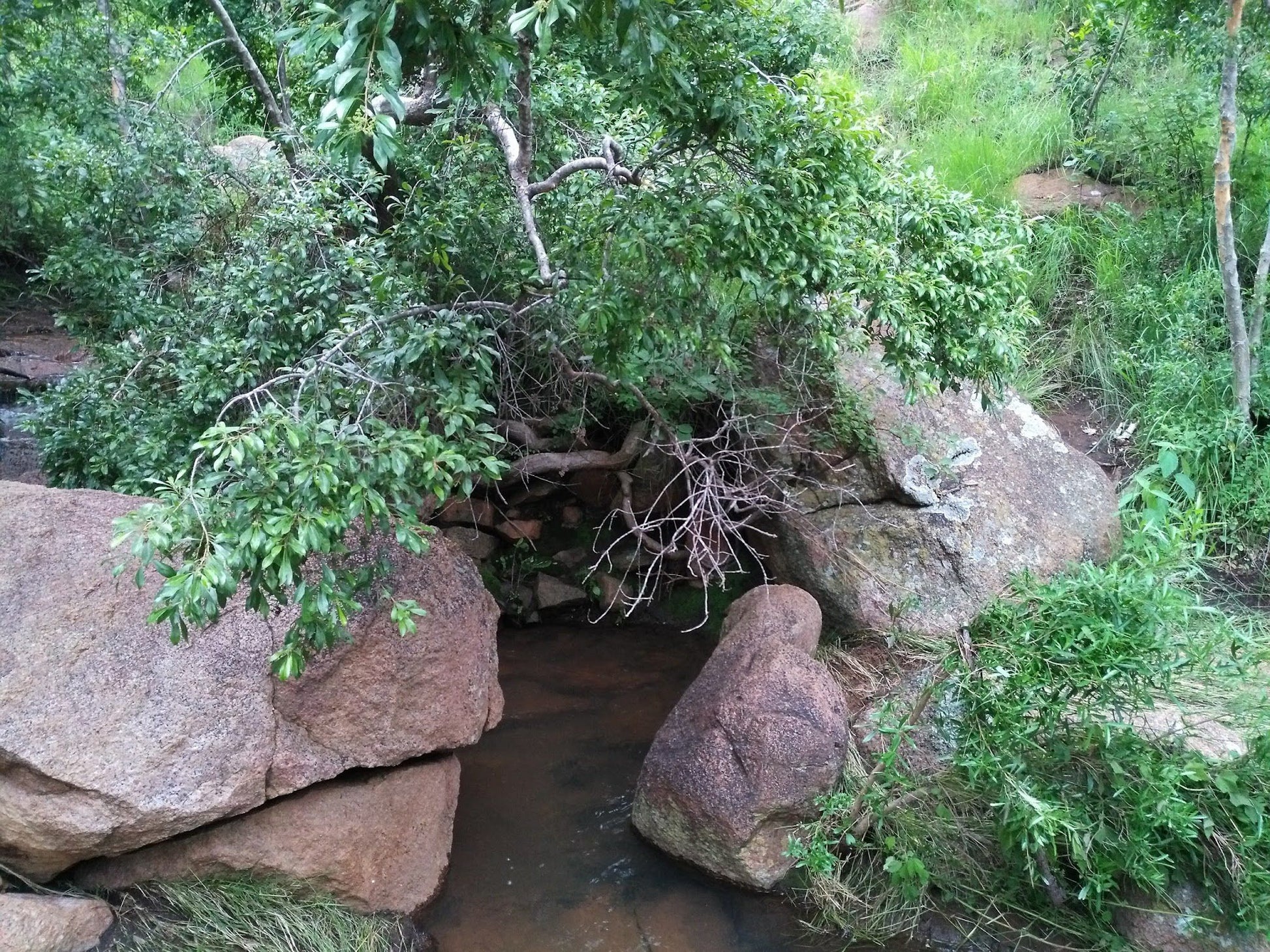  SS Skosana Nature Reserve