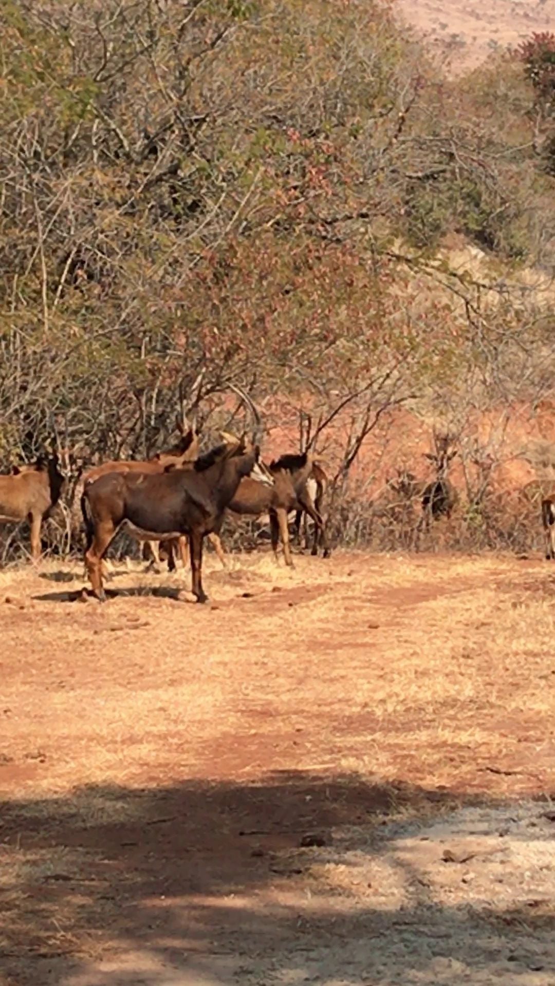  Sable Hiking & 4x4