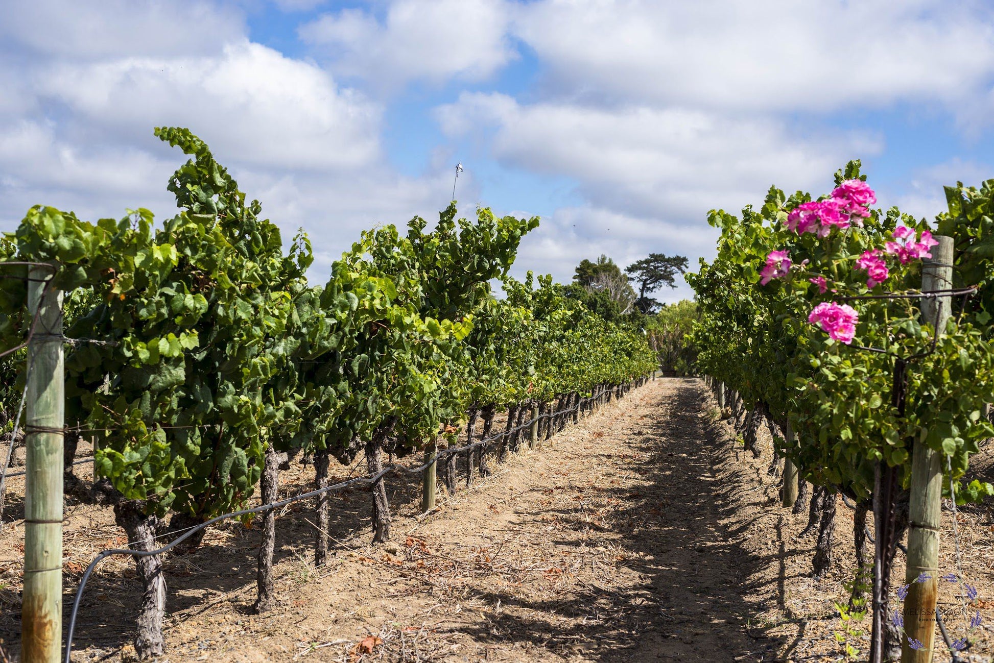  Saxenburg Wine Estate