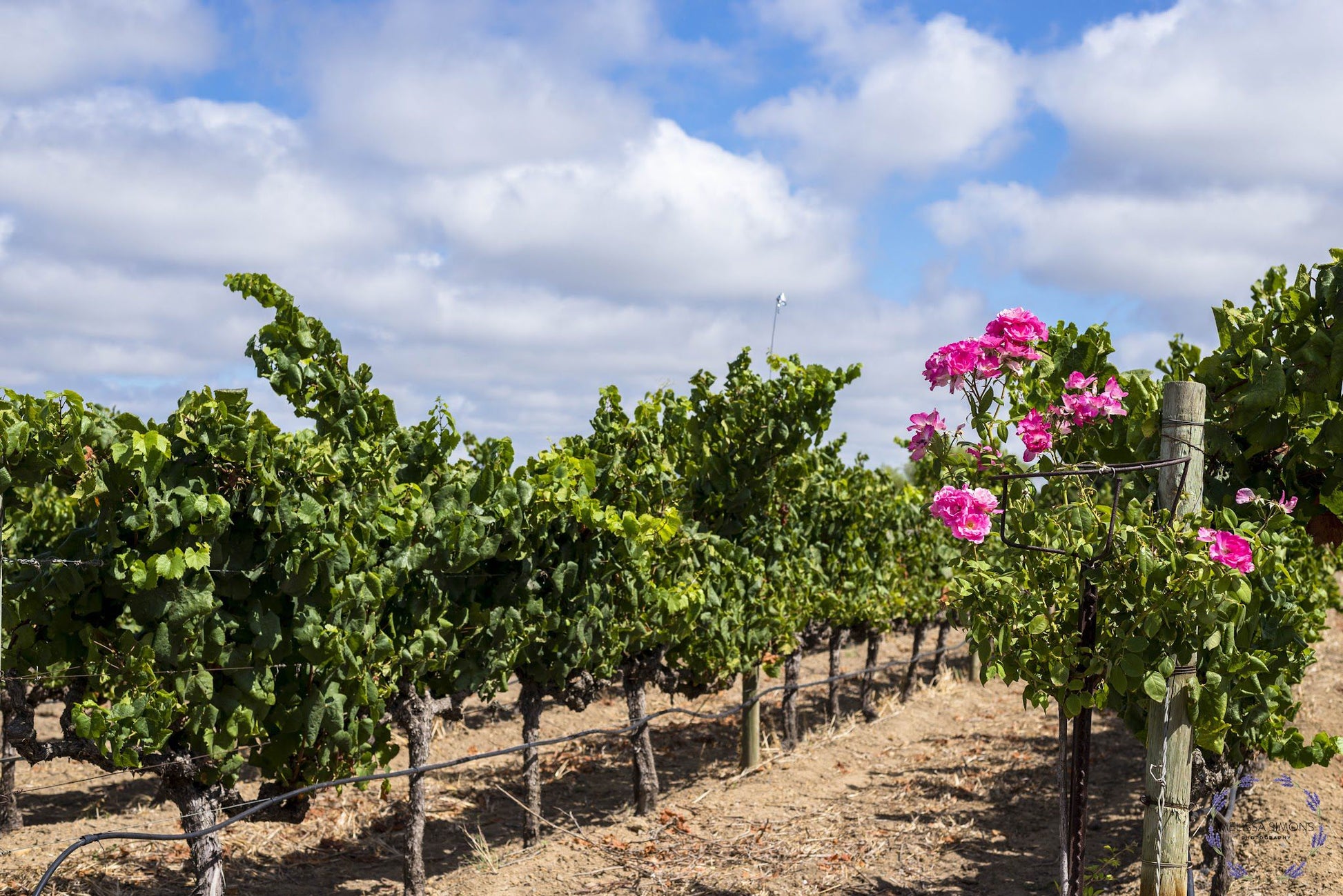  Saxenburg Wine Estate