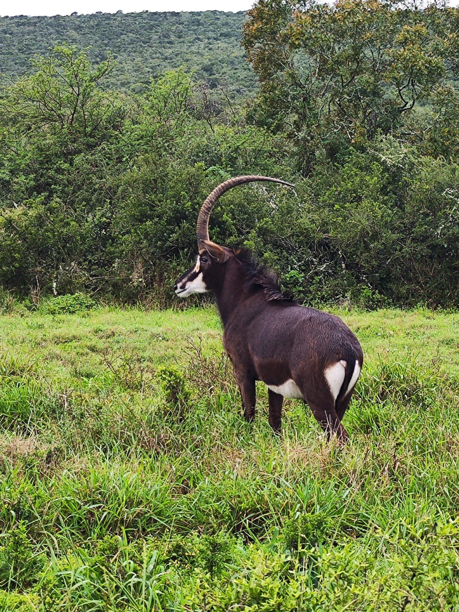  Schotia Safaris Private Game Reserve