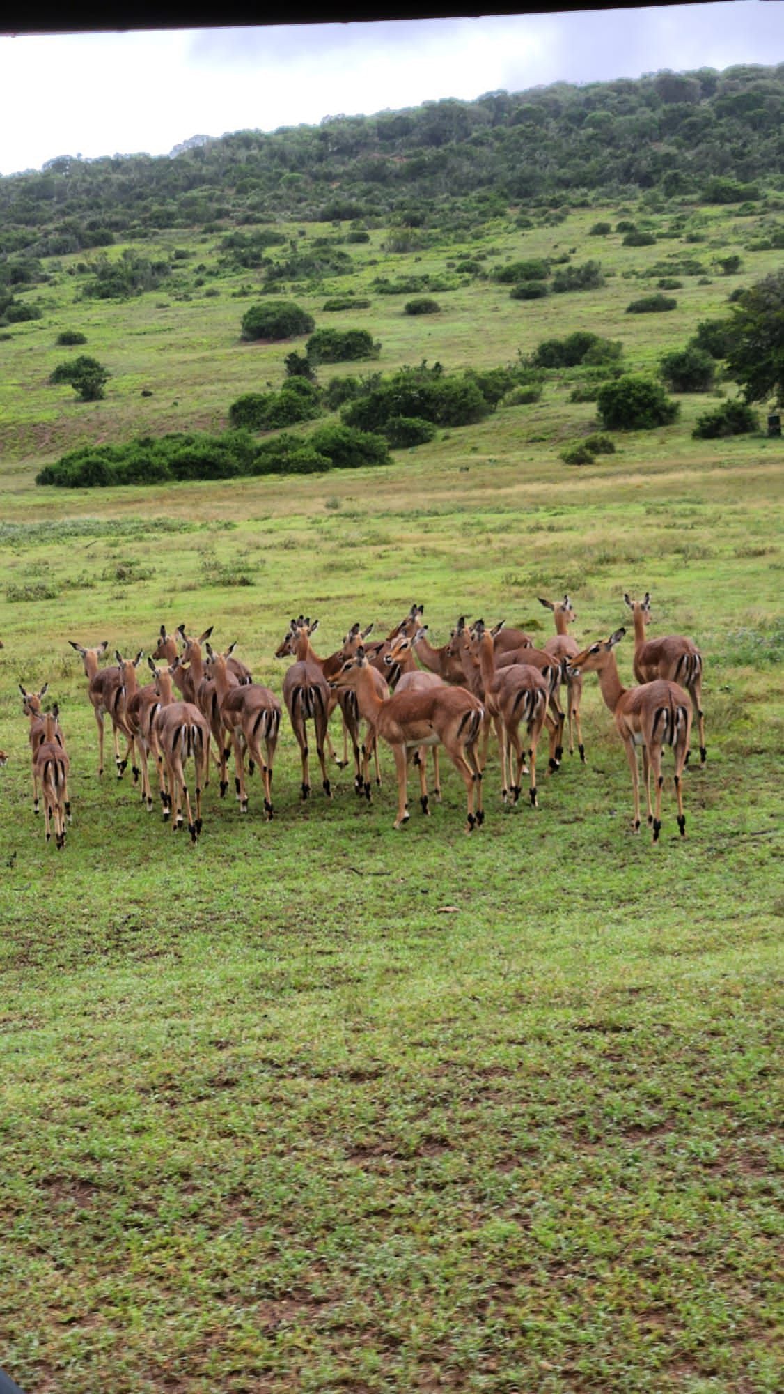  Schotia Safaris Private Game Reserve