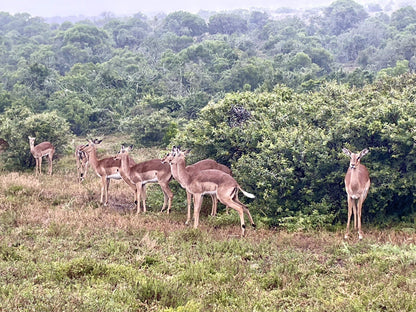  Schotia Safaris Private Game Reserve