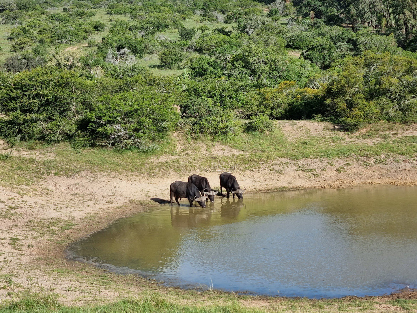  Schotia Safaris Private Game Reserve