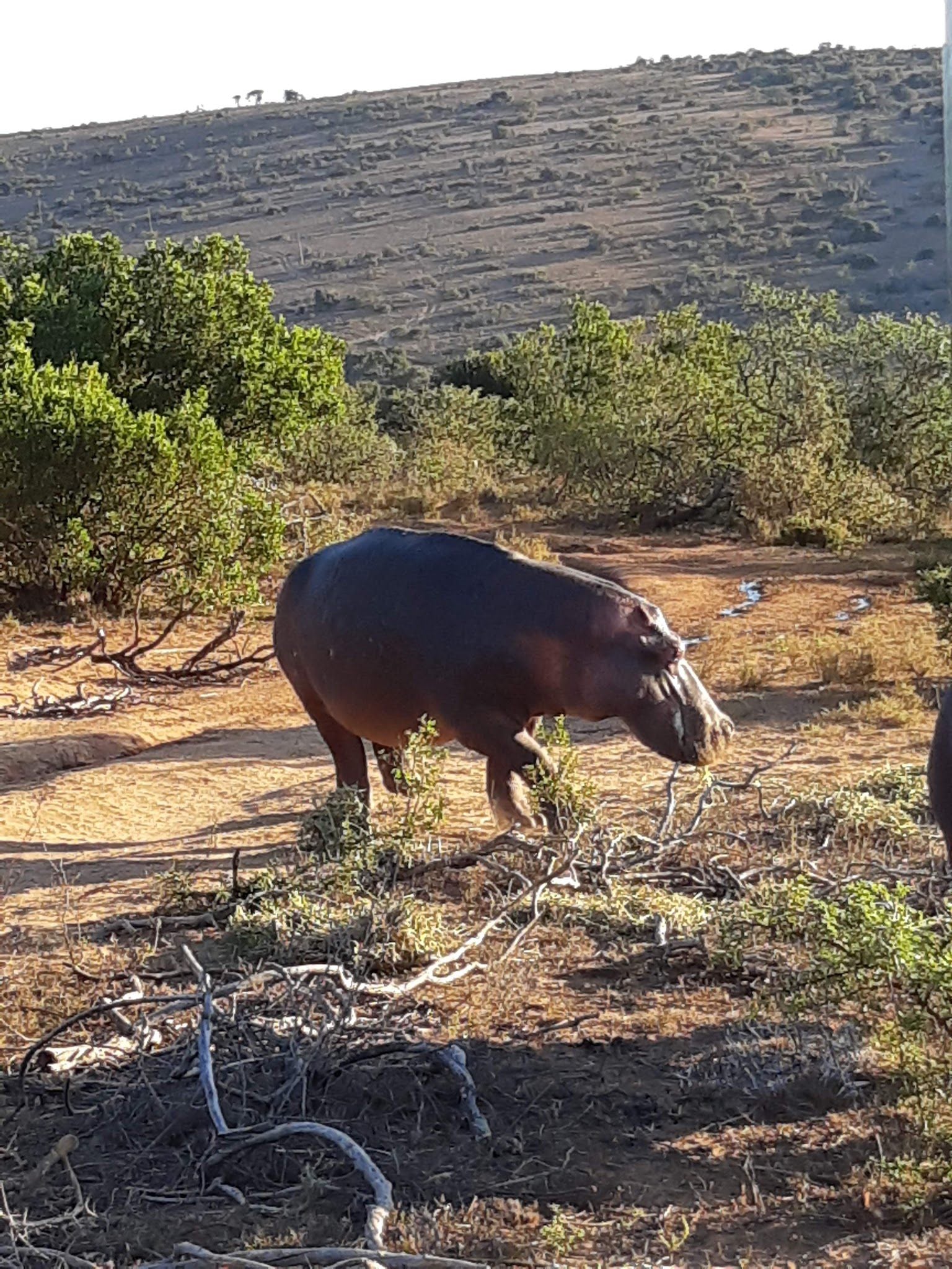  Schotia Safaris Private Game Reserve