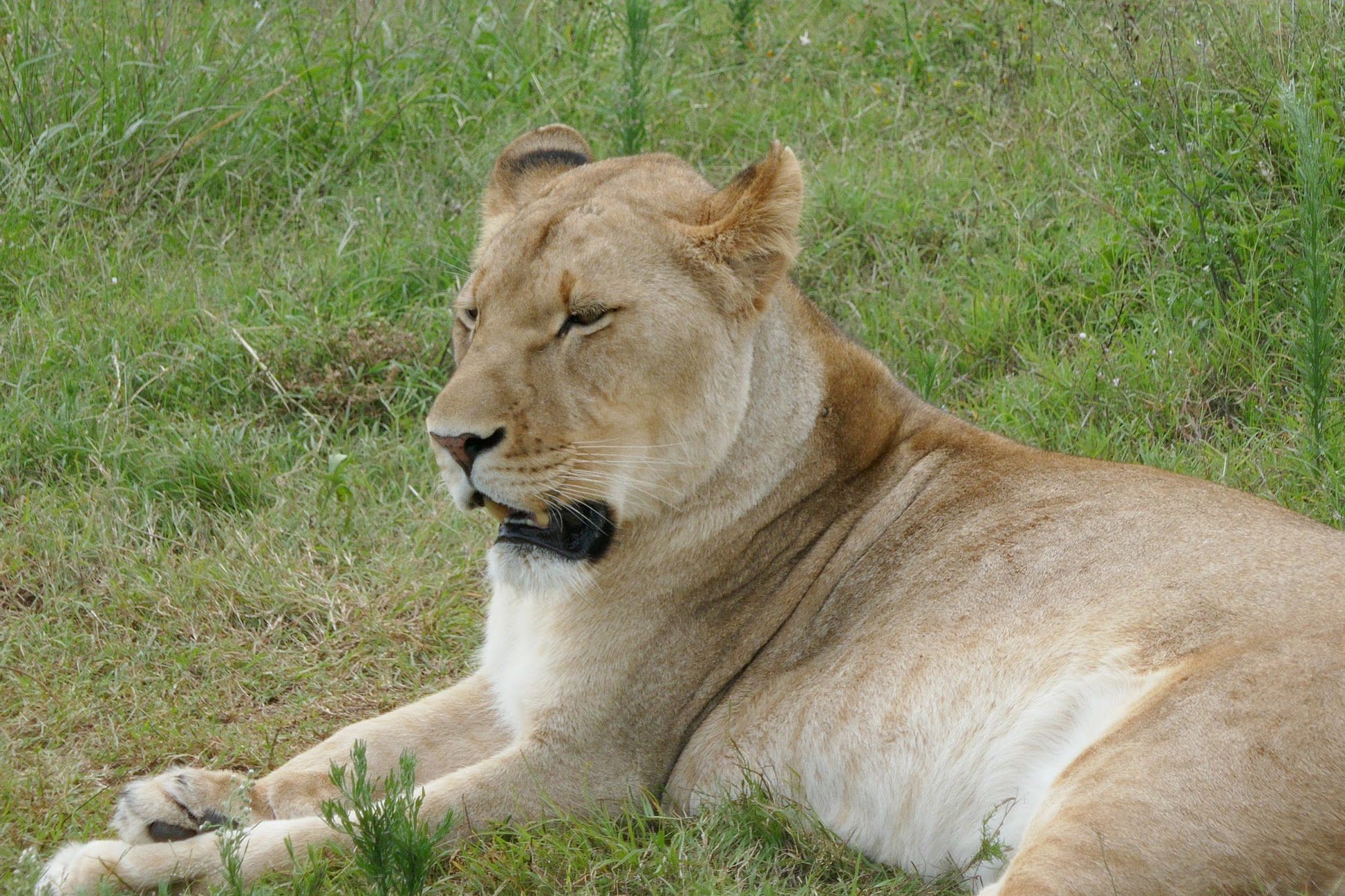  Schotia Safaris Private Game Reserve