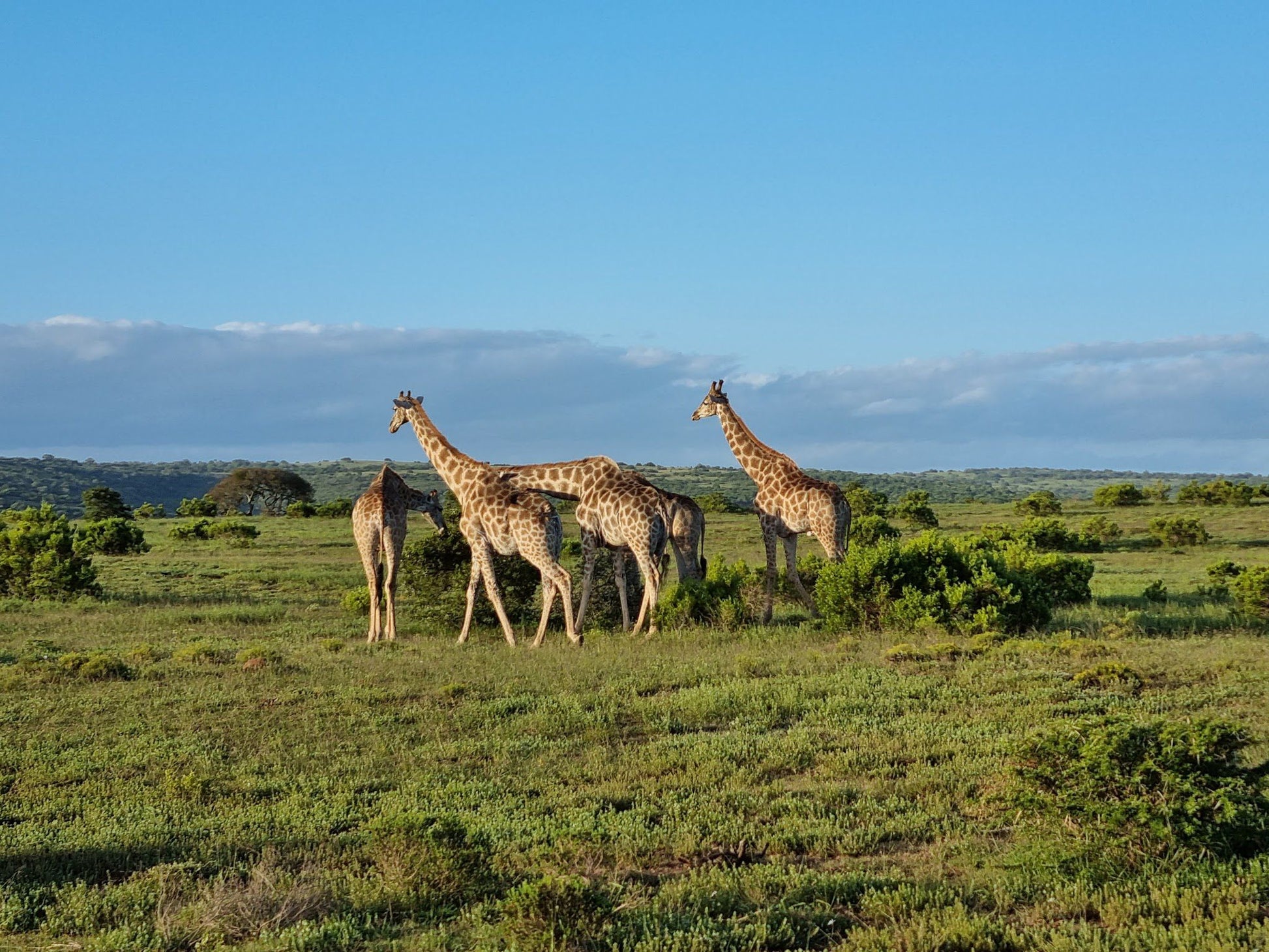  Schotia Safaris Private Game Reserve