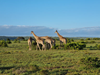  Schotia Safaris Private Game Reserve