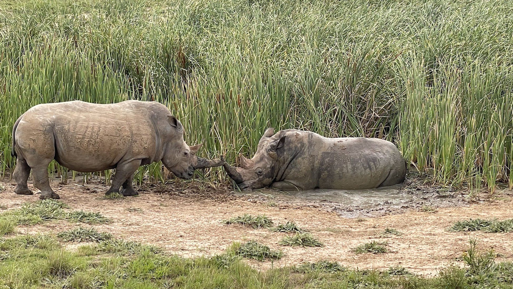  Schotia Safaris Private Game Reserve