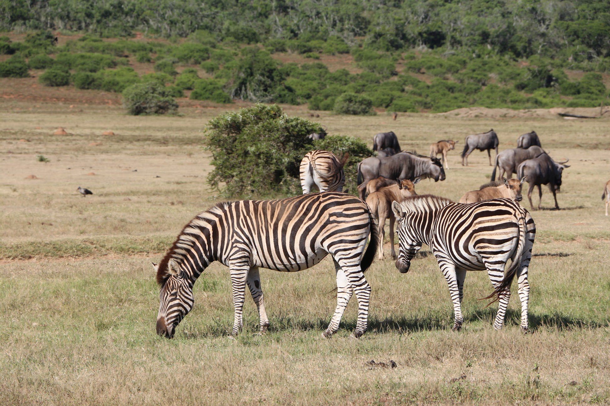  Schotia Safaris Private Game Reserve