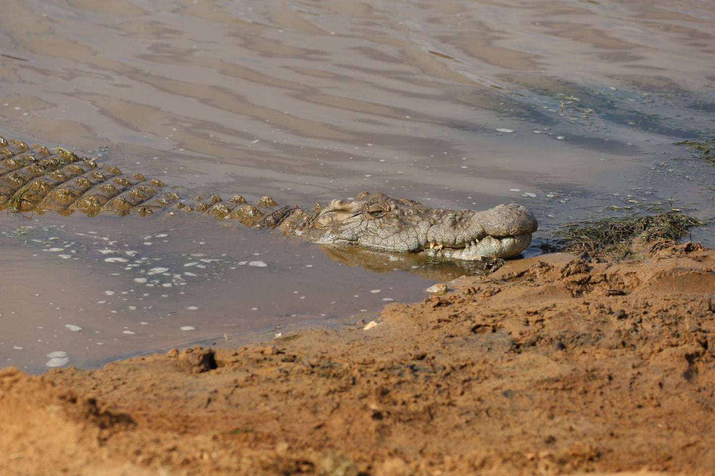  Schotia Safaris Private Game Reserve