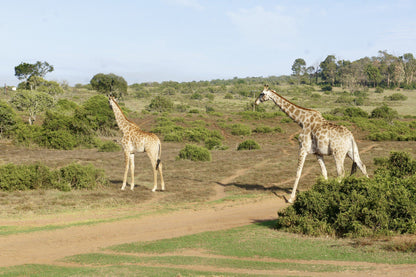  Schotia Safaris Private Game Reserve