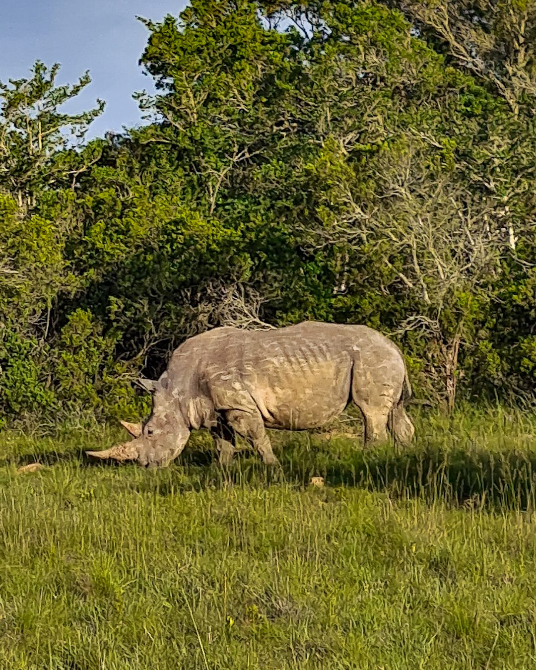  Schotia Safaris Private Game Reserve