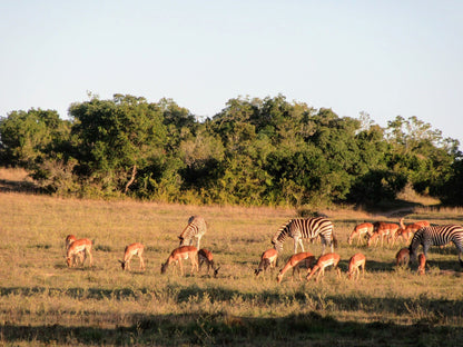  Schotia Safaris Private Game Reserve