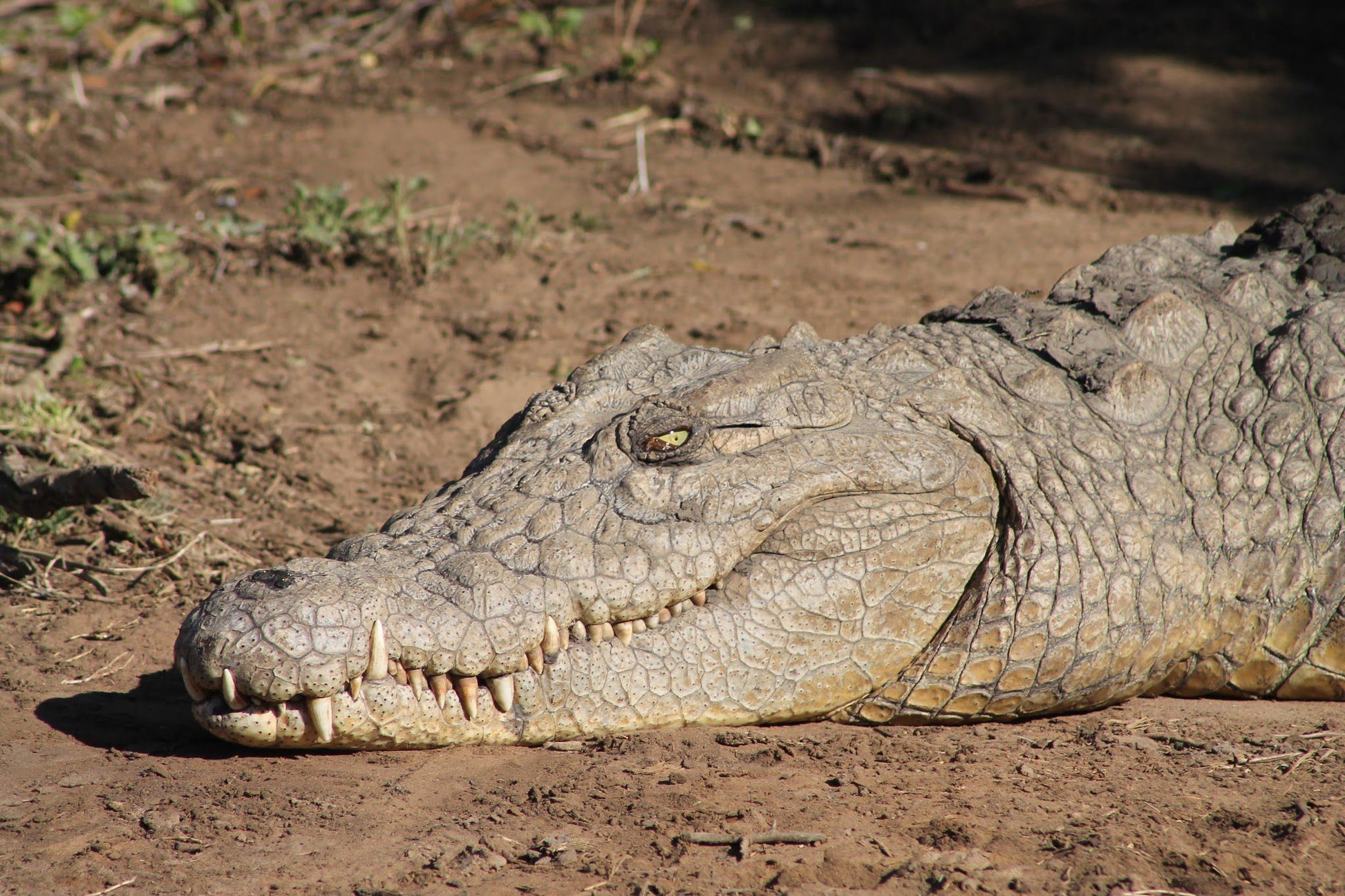  Schotia Safaris Private Game Reserve