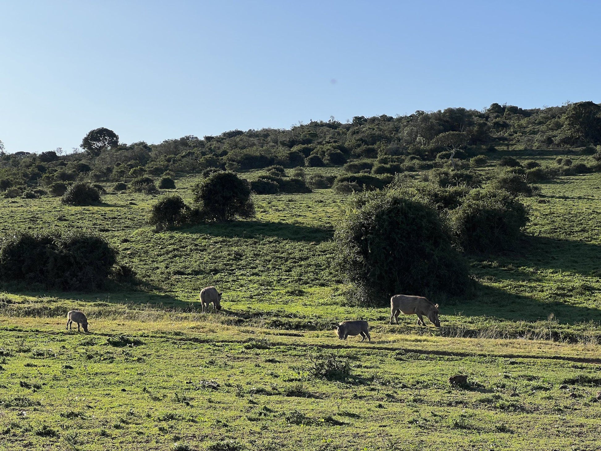  Schotia Safaris Private Game Reserve