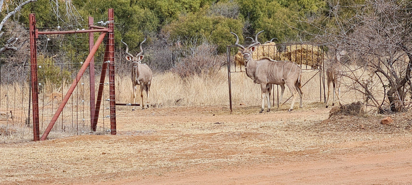  Sediba Kwele Adventure Camp