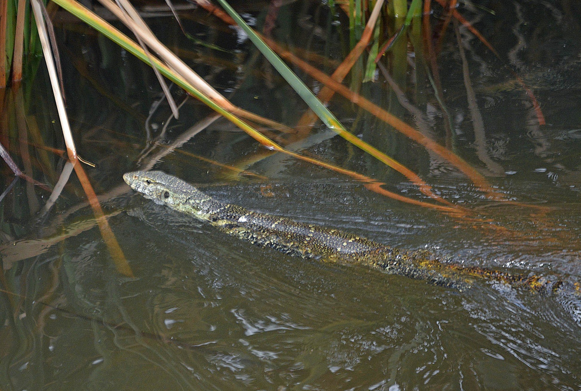  Silverglen Nature Reserve