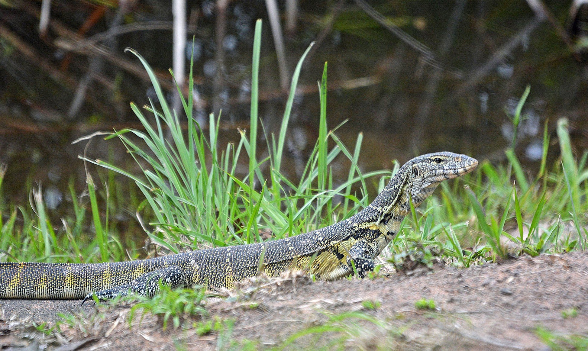  Silverglen Nature Reserve