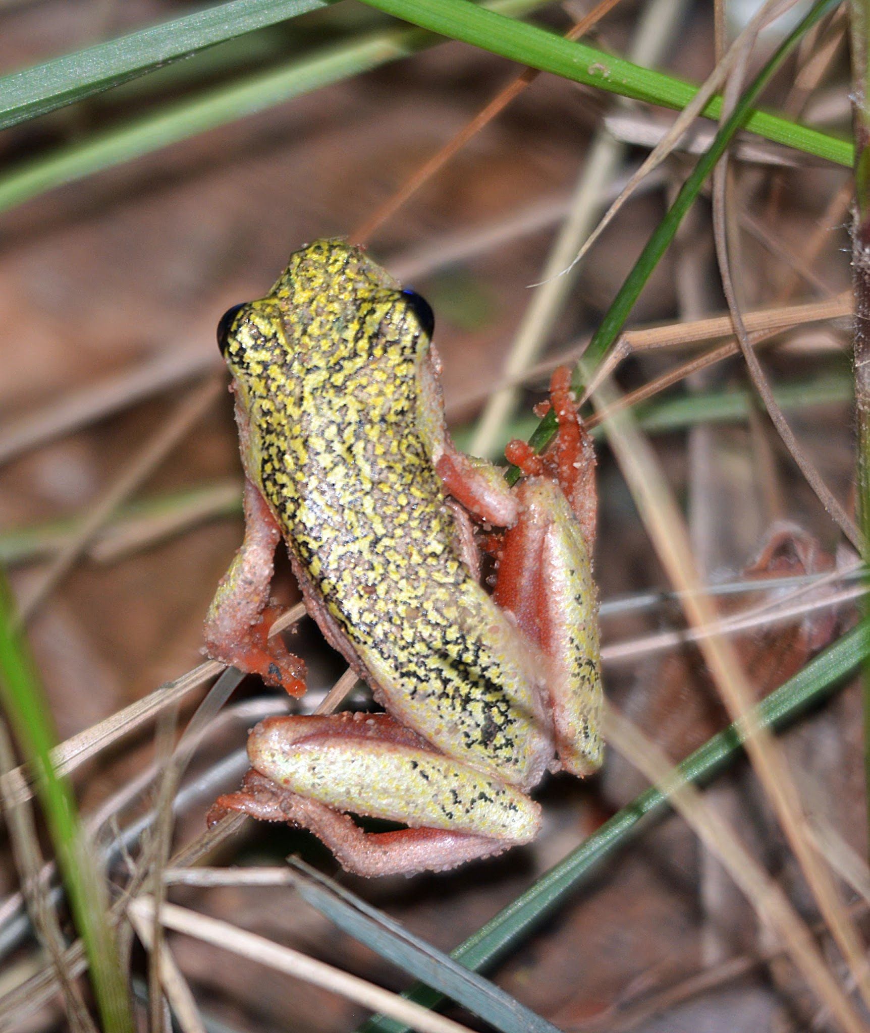  Silverglen Nature Reserve