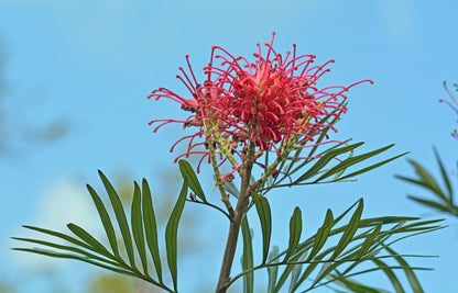  Silverglen Nature Reserve