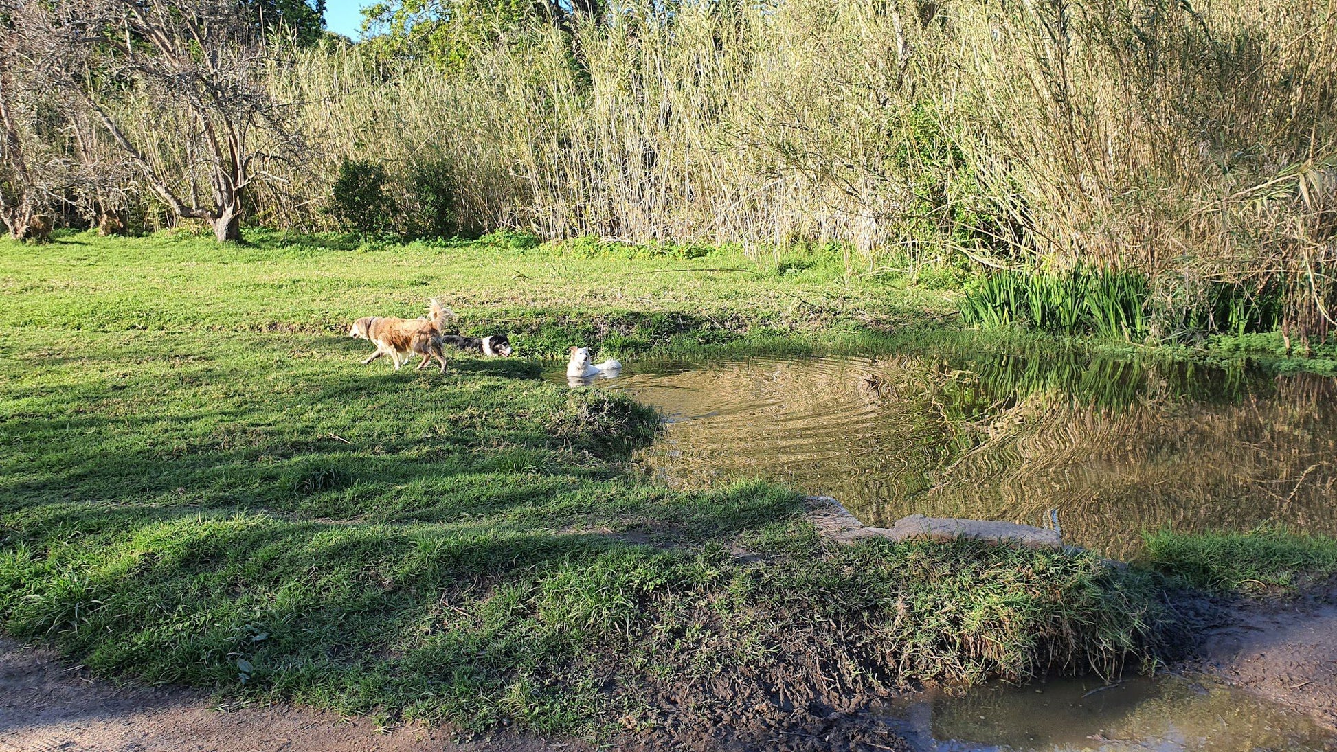  Silverhurst Trail