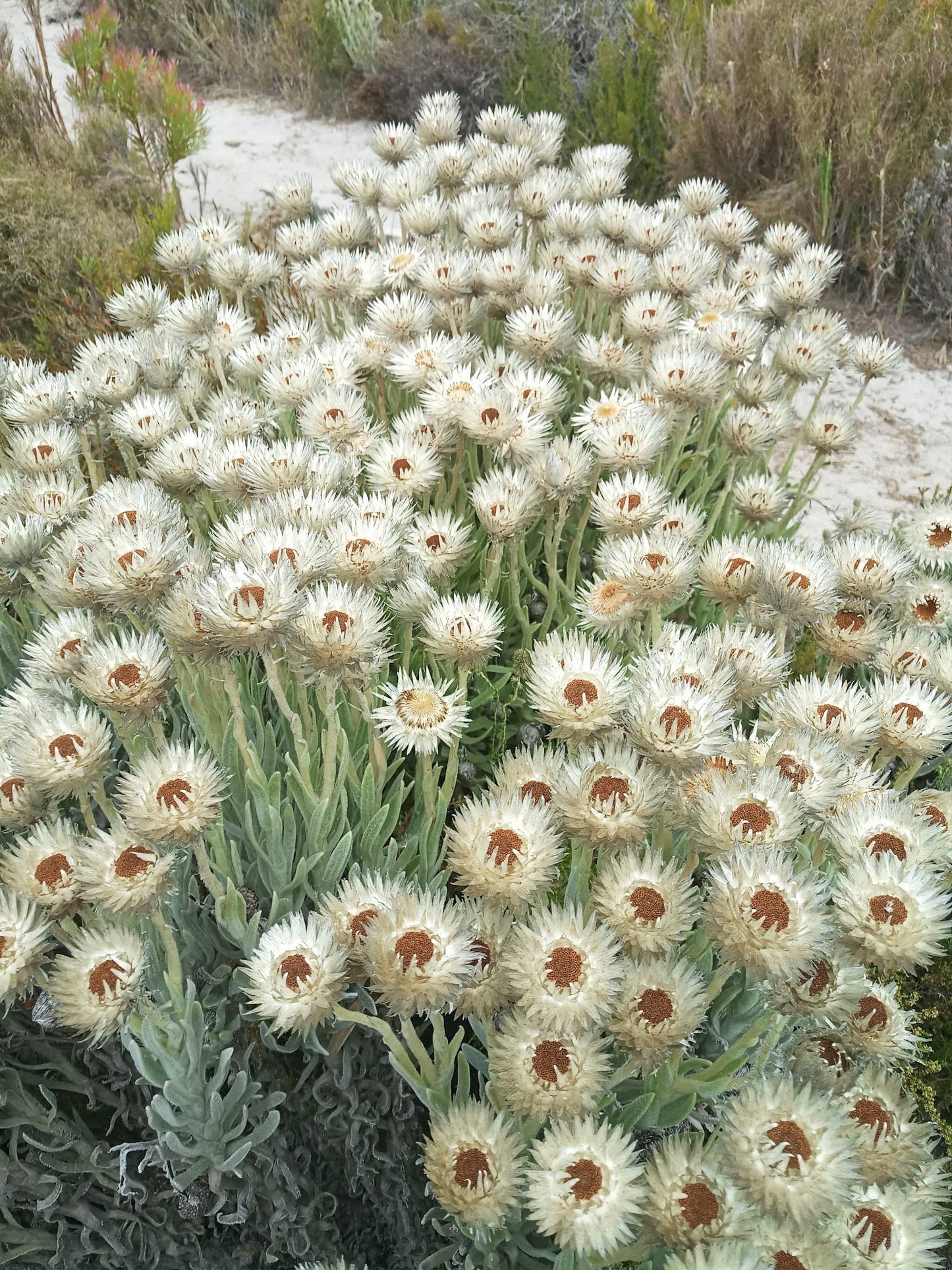  Silvermine Nature Reserve