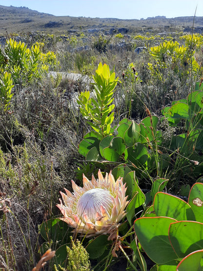 Silvermine Waterfall