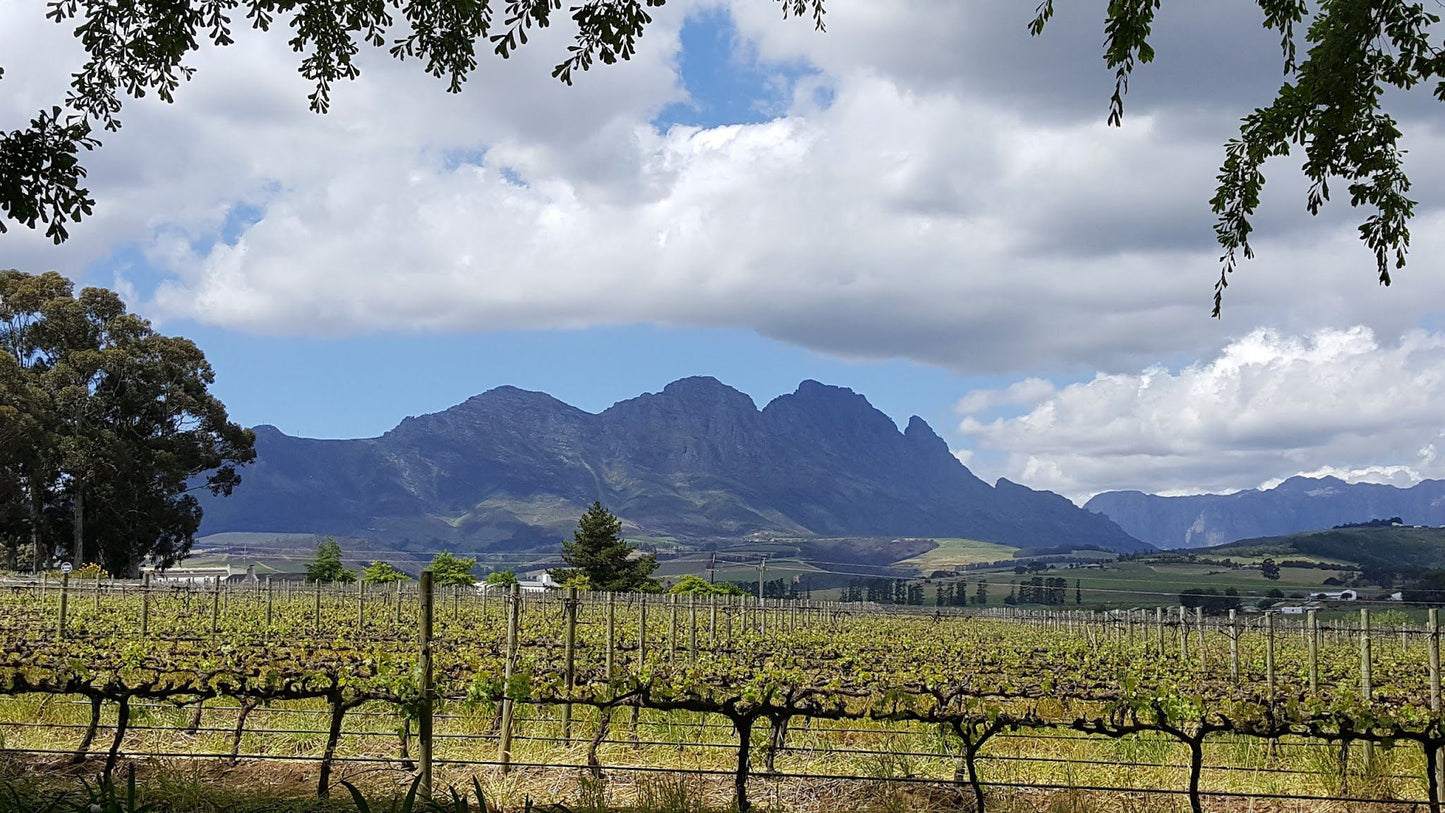  Simonsig Wine Estate