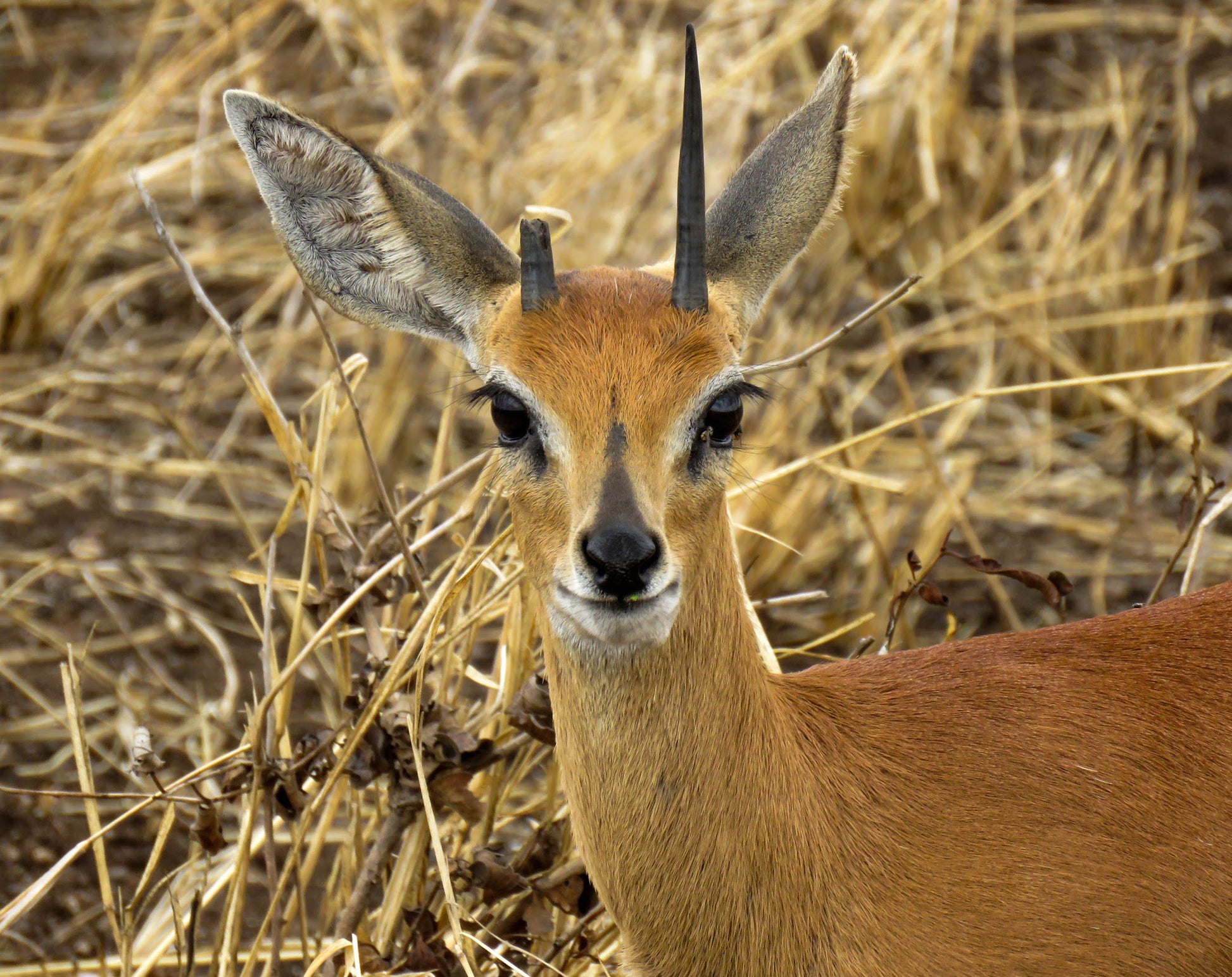  Siyafunda Wildlife & Conservation