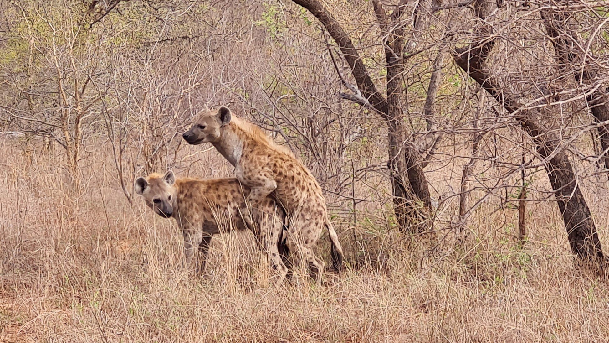  Siyafunda Wildlife & Conservation