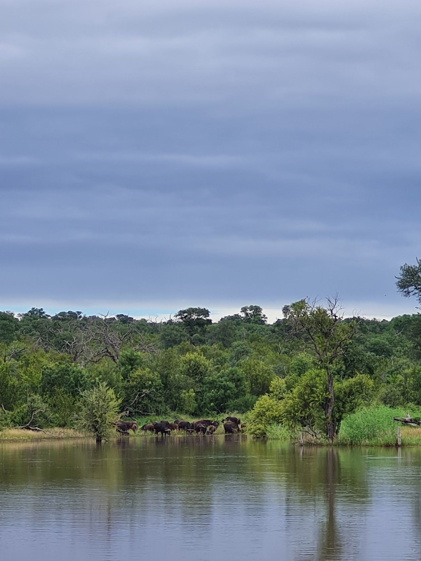  Siyafunda Wildlife & Conservation