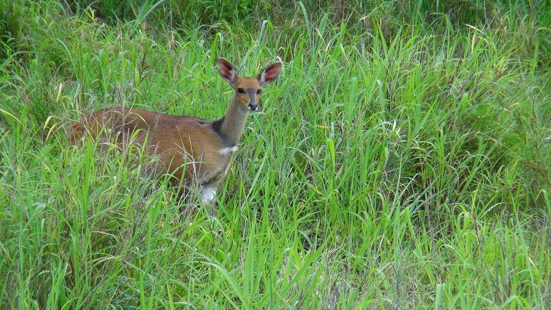  Siyafunda Wildlife & Conservation