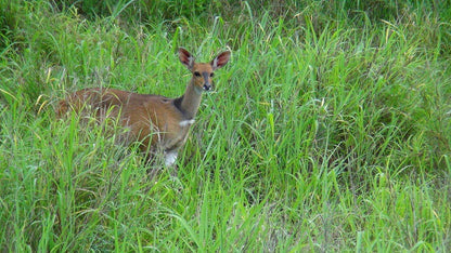  Siyafunda Wildlife & Conservation