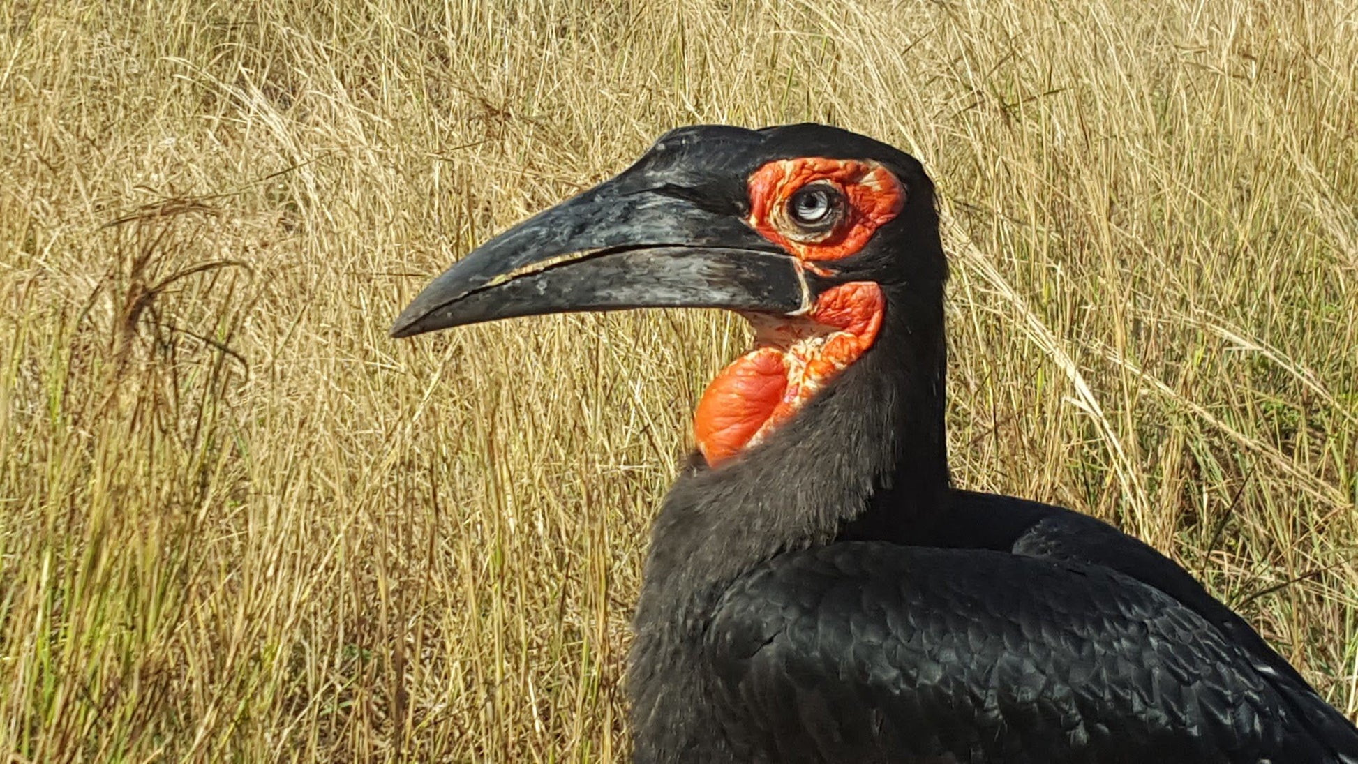  Siyafunda Wildlife & Conservation