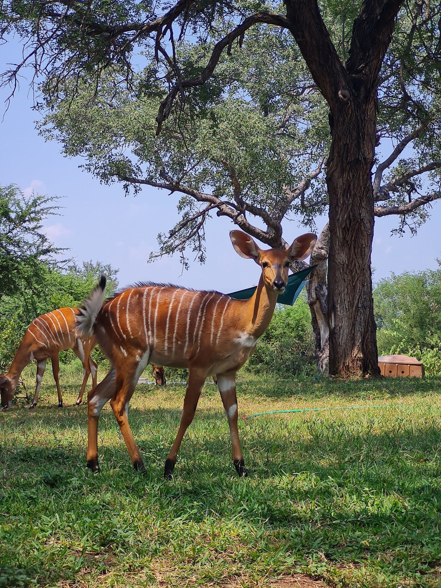  Siyafunda Wildlife & Conservation