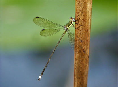  Skyline Nature Reserve