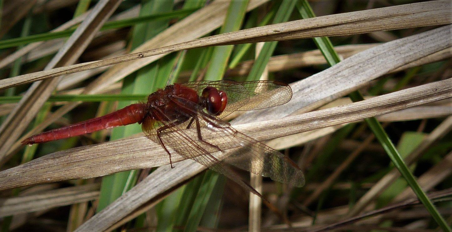  Skyline Nature Reserve