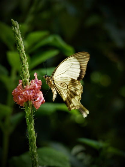  Skyline Nature Reserve