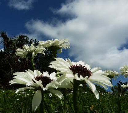  Skyline Nature Reserve