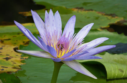  Skyline Nature Reserve