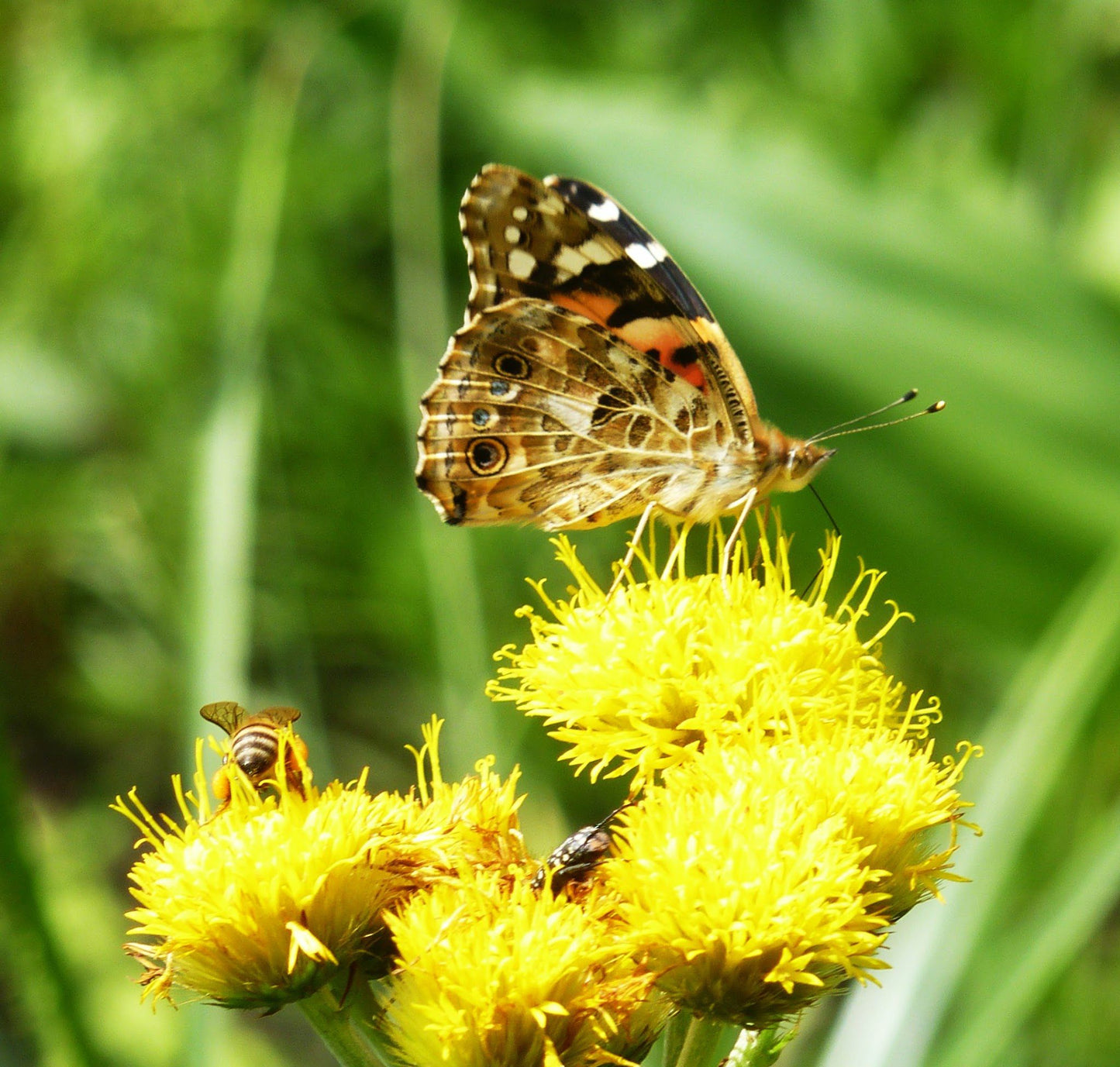  Skyline Nature Reserve